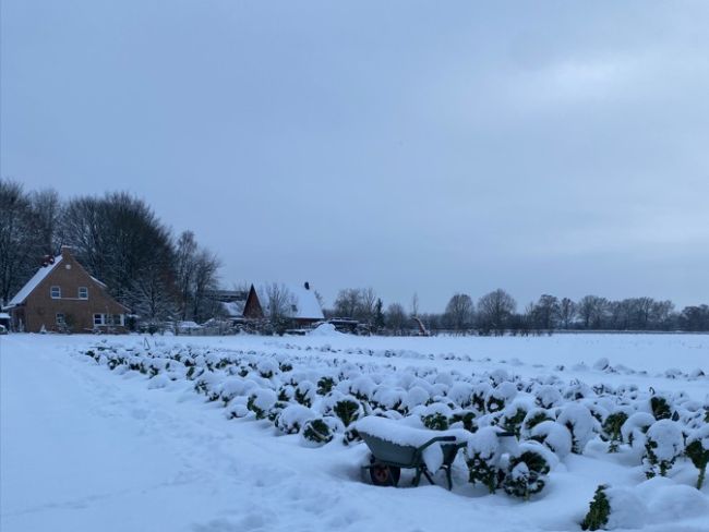 Wie wächst diese Woche das Gemüse?