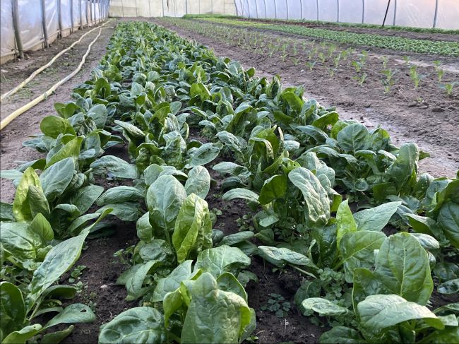 Wie wächst diese Woche das Gemüse?